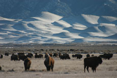 Séjour équestre et travail de bétail chevaix, vaches et bisons dans un véritable ranch d'élevage dans le Colorado aux USA/ Etats Unis